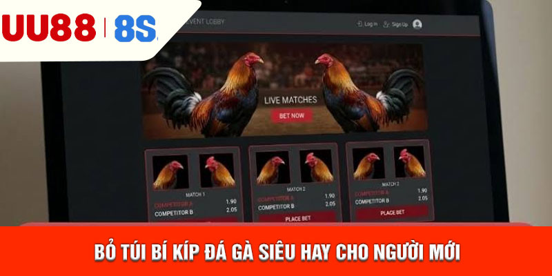 Bỏ túi bí kíp đá gà siêu hay cho người mới
