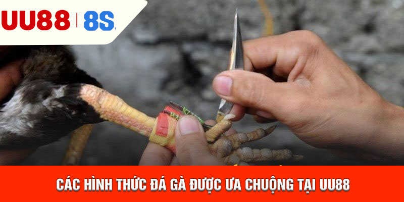 Các hình thức đá gà được ưa chuộng tại uu88