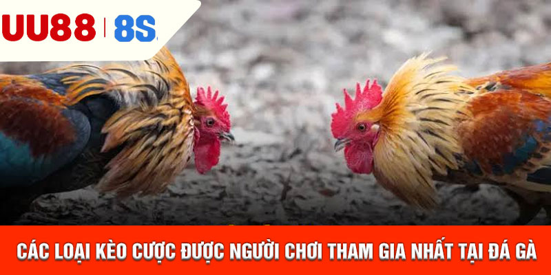 Các loại kèo cược được người chơi tham gia nhất tại đá gà