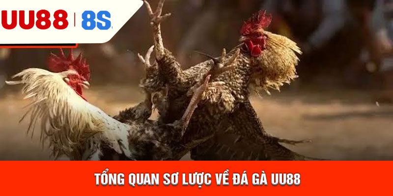 Tổng quan sơ lược về đá gà uu88